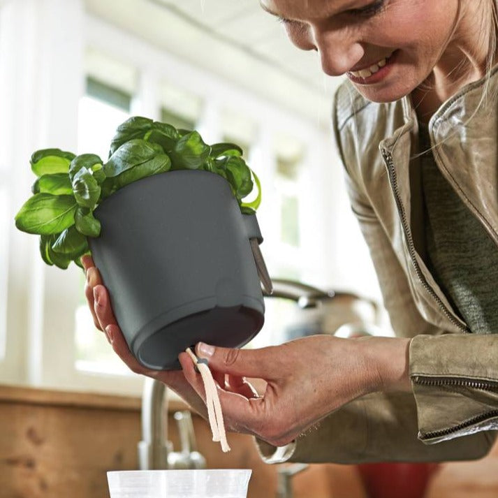 Brussels Herbs All in 1 13cm Anthracite | Cornwall Garden Shop | UK