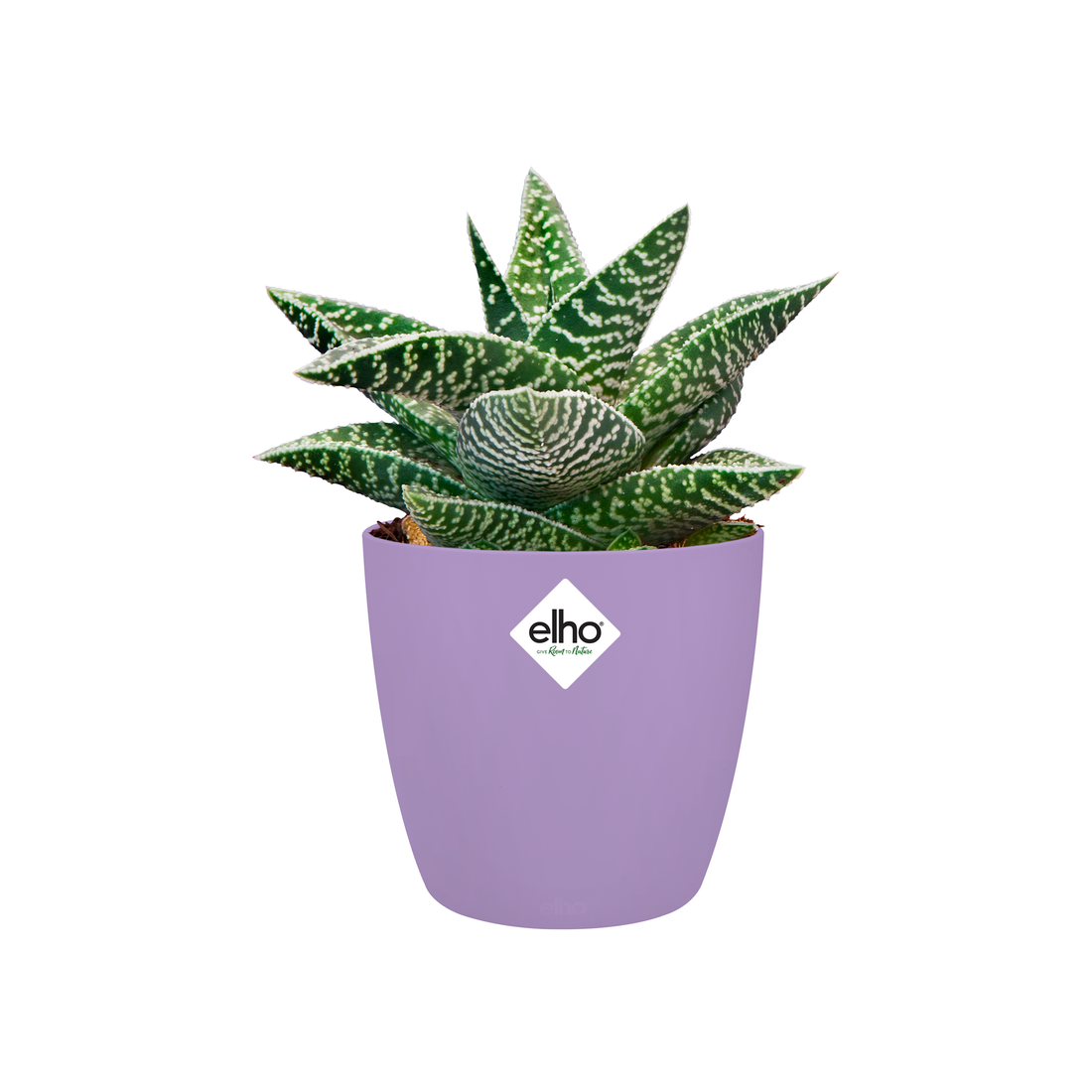 Brussels Round Mini 12.5cm New Violet | Cornwall Garden Shop | UK