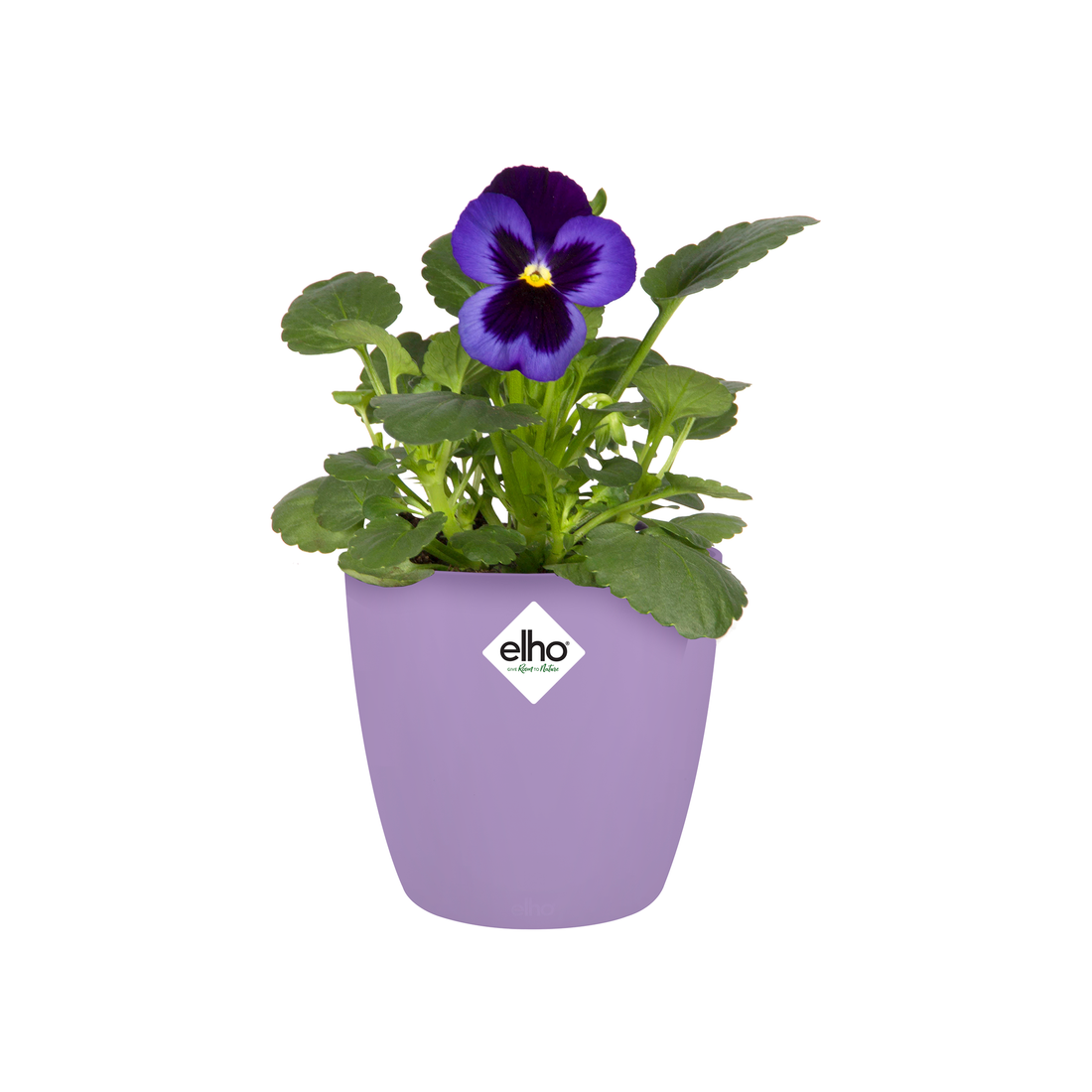 Brussels Round Mini 10.5cm New Violet
