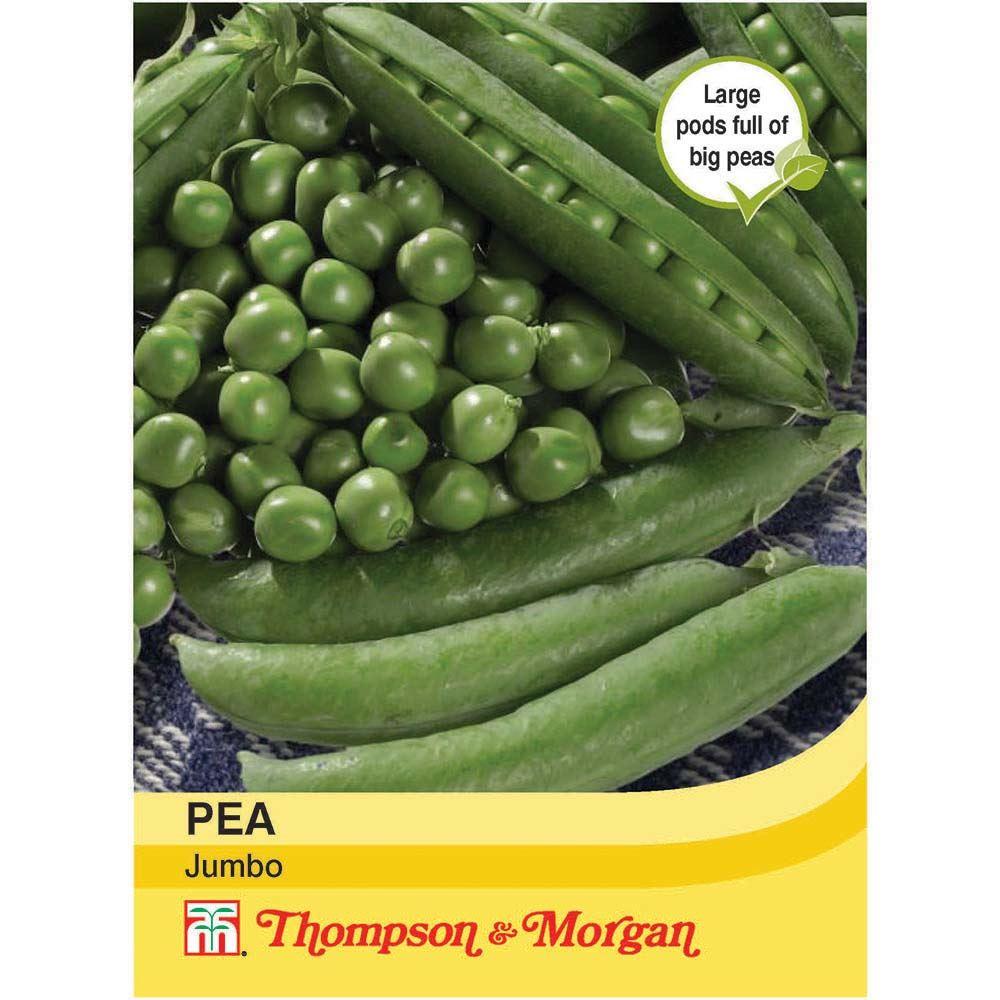 Pea Jumbo Seeds