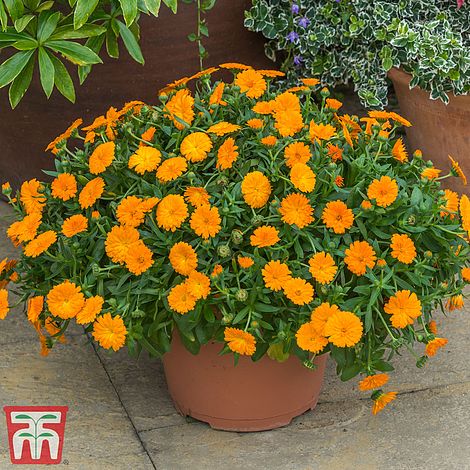 Calendula Calexis Orange Flower Seeds