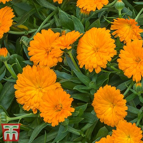 Calendula Calexis Orange Flower Seeds