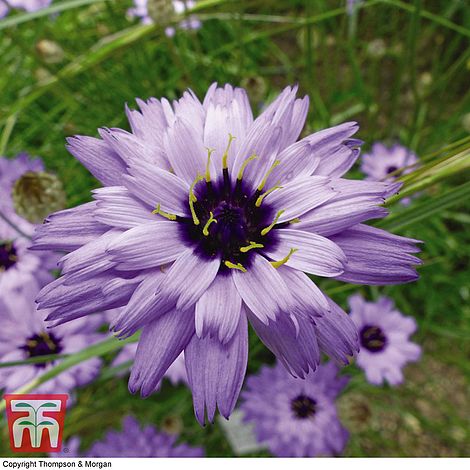 Catananche Caerulea Amor Blue Flower Seeds
