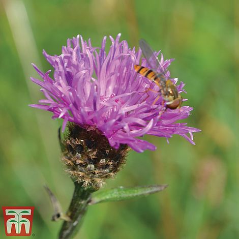 Knapweed Flower Seeds