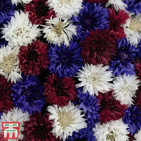 Cornflower Red, White & Blue Flower Seeds