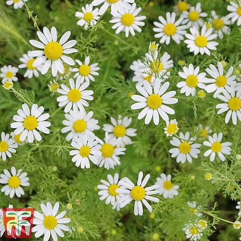 Chamomile Flower Seeds