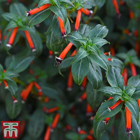 Cigar Plant Flower Seeds