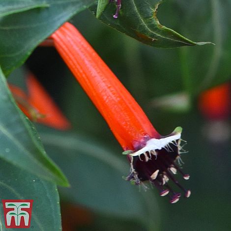 Cigar Plant Flower Seeds