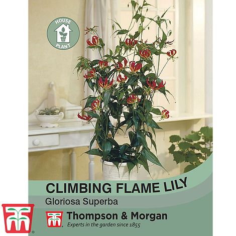 Climbing Flame Lily Flower Seeds