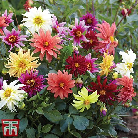 Dahlia Starlight Mixed Flower Seeds