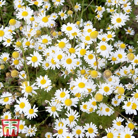 Wild Flower Oxeye Daisy Flower Seeds