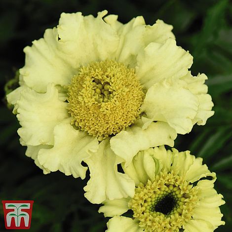 Marigold Daisy Wheel Lemon Flower Seeds