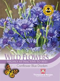 Wild Flower Cornflower Blue Diadem Flower Seeds