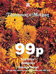 Rudbeckia Cherokee Sunset Flower Seeds