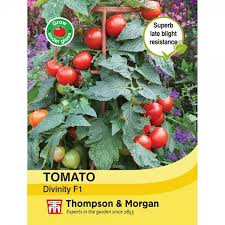 Tomato Divinity Seeds