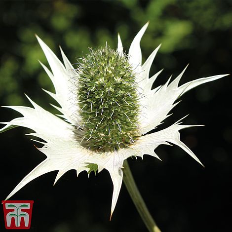 Sea Holly (Miss Willmott's Ghost) Flower Seeds