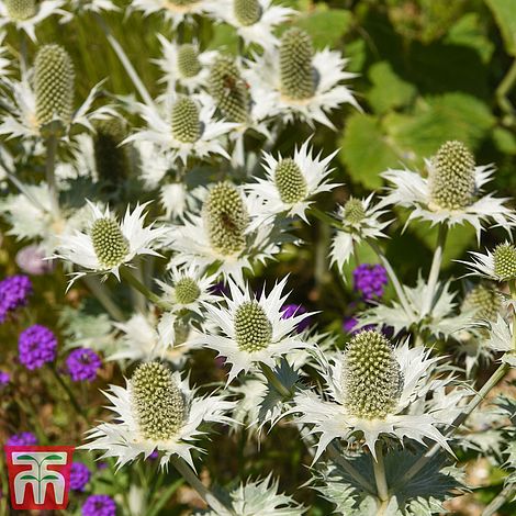 Sea Holly (Miss Willmott's Ghost) Flower Seeds