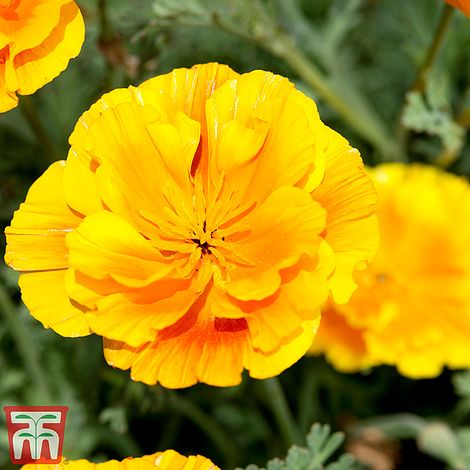 Californian Poppy Lady Marmalade Flower Seeds