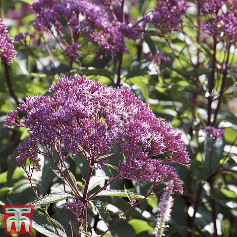 Hemp Agrimony Flower Seeds