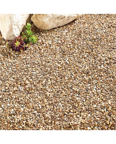 Autumn Gold | Cornwall Garden Shop | UK