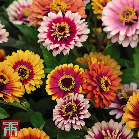 Zinnia Funfair Mix Flower Seeds