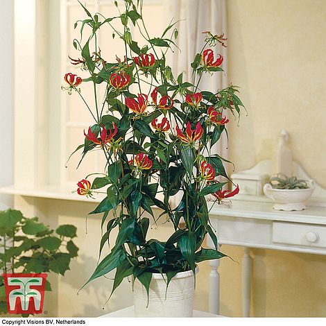Climbing Flame Lily Flower Seeds