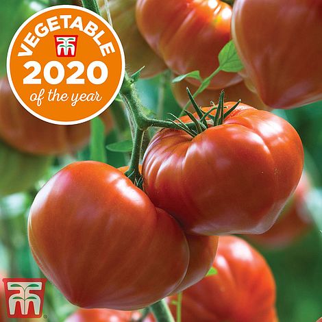 Tomato Gourmandia F1 Hybrid Seeds