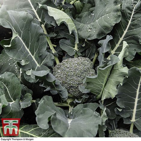 Broccoli Green Magic F1 Hybrid Vegetable Seeds
