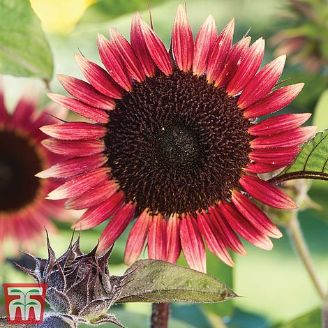 Sunflower Ms Mars Flower Seeds