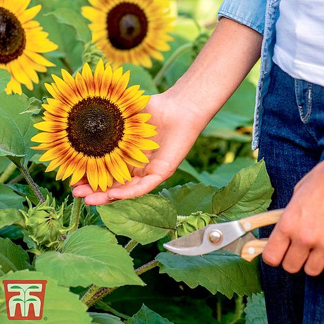 Sunflower Tiger Eye F1 Flower Seeds