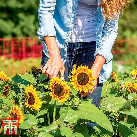 Sunflower Tiger Eye F1 Flower Seeds