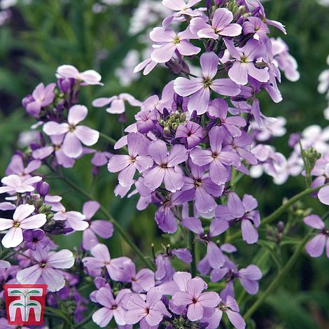 Hesperis Matronalis Flower Seeds