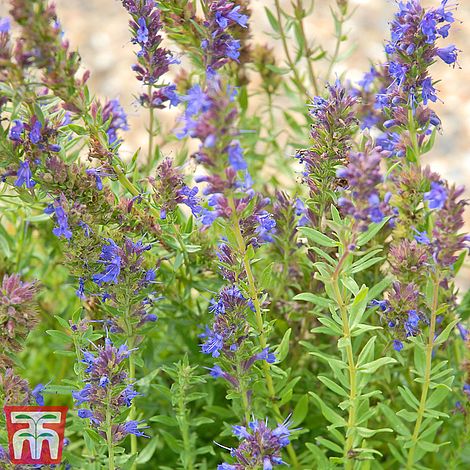 Hyssop Herb Seeds