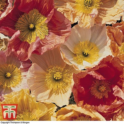 Poppy Iceland Mixed Flower Seeds