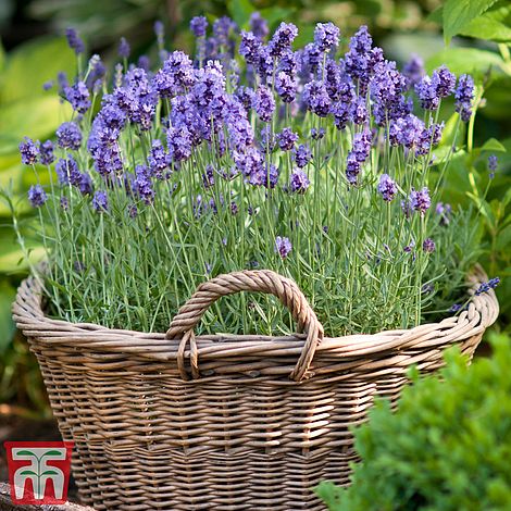 Lavender Munstead Flower Seeds