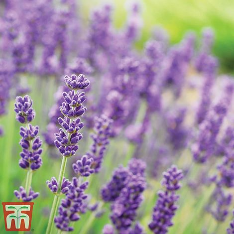 Lavender Munstead Flower Seeds