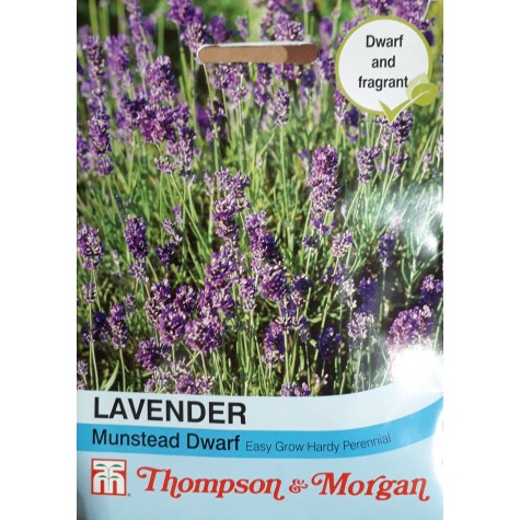 Lavender Munstead Dwarf Flower Seeds