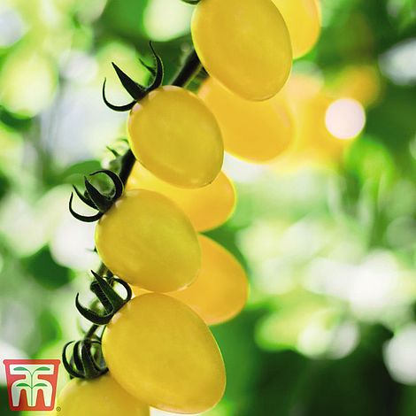 Tomato Limoncito F1 Seeds