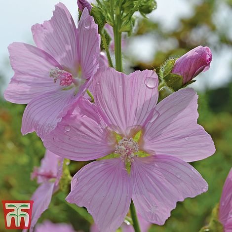 Musk Mallow Flower Seeds