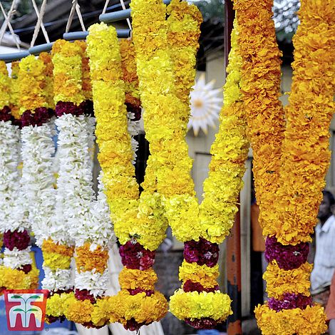 Marigold Indian Kushi Mix Flower Seeds