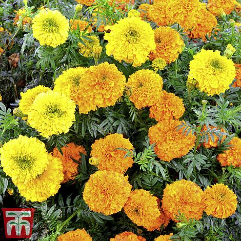 Marigold Indian Kushi Mix Flower Seeds