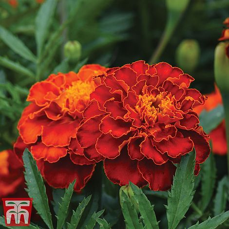 Marigold Scarlet Sophie Flower Seeds