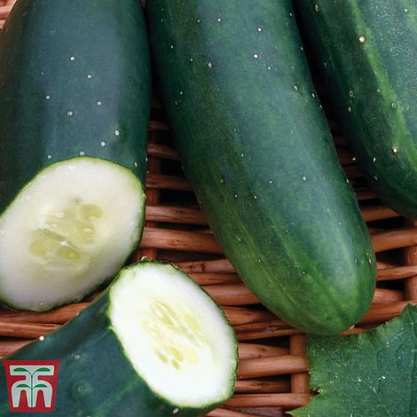 Cucumber Marketmore Organic Vegetable Seeds