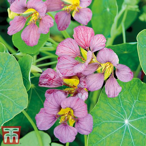 Nasturtium Purple Emperor Flower Seeds