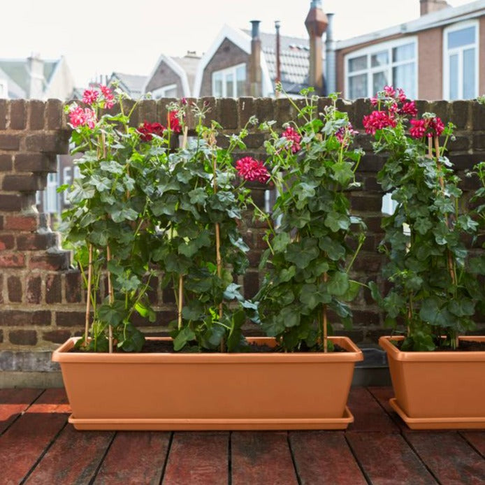 Barcelona XL 80cm Terra | Cornwall Garden Shop | UK