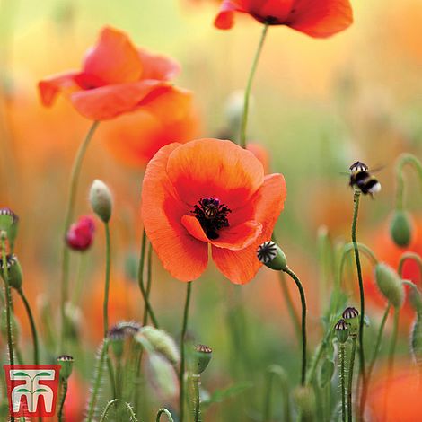 Poppy (Wild) Flower Seeds
