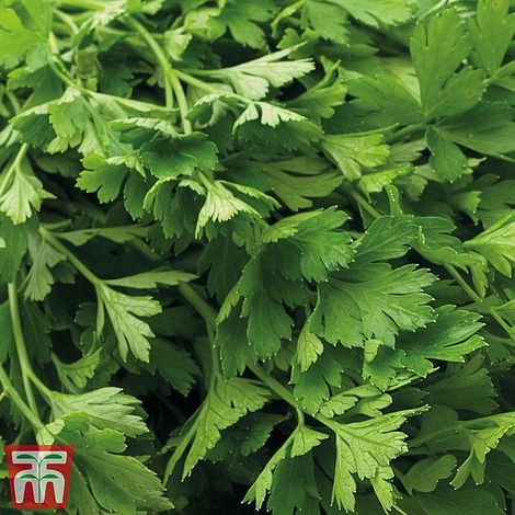 Parsley Flat Leaved (Organic) Herb Seeds