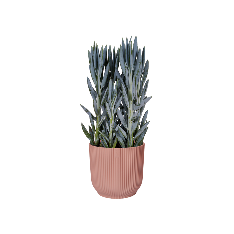 Vibes Fold Round 25cm Delicate Pink | Cornwall Garden Shop | UK