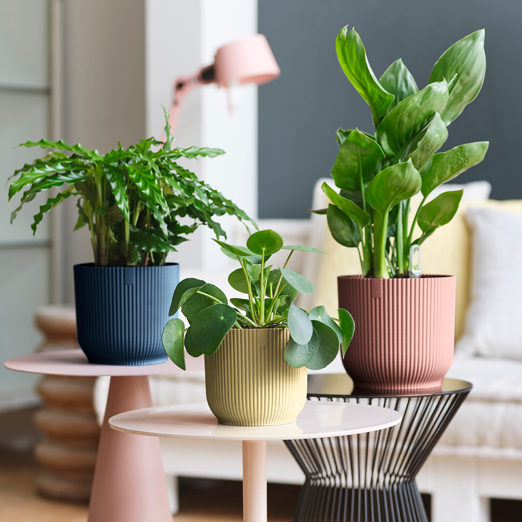 Vibes Fold Round 25cm Delicate Pink | Cornwall Garden Shop | UK