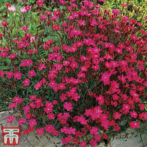 Dianthus Maiden Pink Brilliancy Flower Seeds